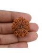 Natural 11 Mukhi Ganesh (Eleven Mukhi) Rudraksha (Nepal) 27.97 M.M.