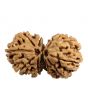 Natural 11 Mukhi (Eleven Mukhi) Gauri Shankar Nepali Rudraksha GJSPC Certified 37.24 M.M.
