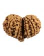 Natural 11 Mukhi (Eleven Mukhi) Gauri Shankar Nepali Rudraksha GJSPC Certified 37.24 M.M.