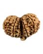 Natural 11 Mukhi (Eleven Mukhi) Gauri Shankar Nepali Rudraksha GJSPC Certified 37.24 M.M.