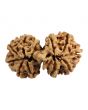 Natural 11 Mukhi (Eleven Mukhi) Gauri Shankar Nepali Rudraksha GJSPC Certified 37.24 M.M.