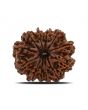 12 Mukhi Rudraksha (Nepal) 28.4 MM