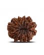 12 Mukhi Rudraksha (Nepal) 28.4 MM