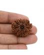 12 Mukhi Rudraksha (Nepal) 28.4 MM