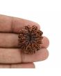 12 Mukhi Rudraksha (Nepal) 28.4 MM