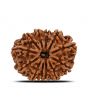 12 Mukhi Rudraksha (Nepal) 27.54 MM
