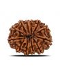 12 Mukhi Rudraksha (Nepal) 27.54 MM