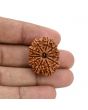 12 Mukhi Rudraksha (Nepal) 27.54 MM