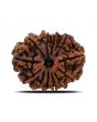 12 Mukhi Rudraksha (Nepal) 25.68 MM