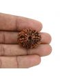 12 Mukhi Rudraksha (Nepal) 25.68 MM
