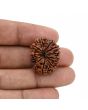 12 Mukhi Rudraksha (Nepal) 25.68 MM