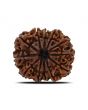 12 Mukhi Rudraksha (Nepal) 26.8 MM