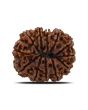 12 Mukhi Rudraksha (Nepal) 26.8 MM