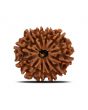12 Mukhi Rudraksha (Nepal) 25.1 MM