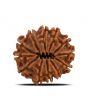 12 Mukhi Rudraksha (Nepal) 25.1 MM