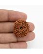 12 Mukhi Rudraksha (Nepal) 25.1 MM