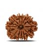12 Mukhi Rudraksha (Nepal) 26.43 MM