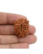 12 Mukhi Rudraksha (Nepal) 26.43 MM