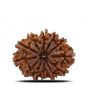 12 Mukhi Rudraksha (Nepal) 29.88 MM