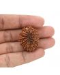 12 Mukhi Rudraksha (Nepal) 29.88 MM