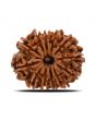 12 Mukhi Rudraksha (Nepal) 25.2 MM