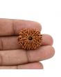 12 Mukhi Rudraksha (Nepal) 25.2 MM