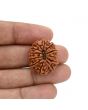 12 Mukhi Rudraksha (Nepal) 25.2 MM