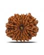 12 Mukhi Rudraksha (Nepal) 25.6 MM