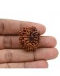 12 Mukhi Rudraksha (Nepal) 27.6 MM