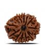 12 Mukhi Rudraksha (Nepal) 24.69 MM