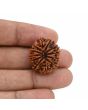 12 Mukhi Rudraksha (Nepal) 24.69 MM