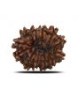 12 Mukhi Rudraksha (Nepal) 20.59 MM