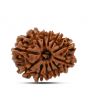 12 Mukhi Rudraksha (Nepal) 23.04 MM