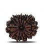 12 Mukhi Rudraksha (Nepal) 26.71 MM