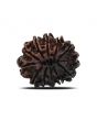 12 Mukhi Rudraksha (Nepal) 26.71 MM