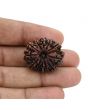 12 Mukhi Rudraksha (Nepal) 26.71 MM