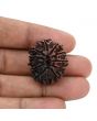 12 Mukhi Rudraksha (Nepal) 26.71 MM