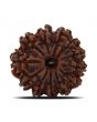 12 Mukhi Rudraksha (Nepal) 21.65 MM