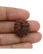 12 Mukhi Rudraksha (Nepal) 21.65 MM