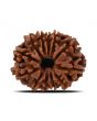 12 Mukhi Rudraksha (Nepal) 24.44 MM