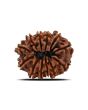 12 Mukhi Rudraksha (Nepal) 24.44 MM