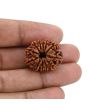 12 Mukhi Rudraksha (Nepal) 24.44 MM