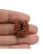 12 Mukhi Rudraksha (Nepal) 24.44 MM