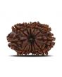 12 Mukhi Rudraksha (Nepal) 25.13 MM