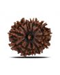 12 Mukhi Rudraksha (Nepal) 20.93 MM