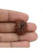 12 Mukhi Rudraksha (Nepal) 20.93 MM