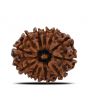 12 Mukhi Rudraksha (Nepal) 23.86 MM