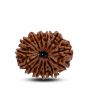 13 Mukhi Rudraksha (Nepal) 30.29 M.M.