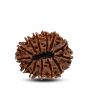 13 Mukhi Rudraksha (Nepal) 30.29 M.M.