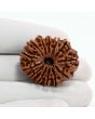 13 Mukhi Rudraksha (Nepal) 30.29 M.M.